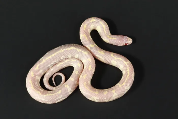 Framed Print : Albino California kingsnake Framed Print : Albino California kingsnake
