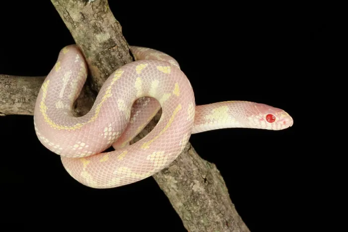Framed Print : Albino California kingsnake Framed Print : Albino California kingsnake