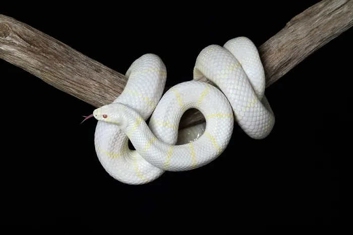 Framed Print : Albino California Kingsnake (Lampropeltis californiae) Framed Print : Albino California Kingsnake (Lampropeltis californiae)
