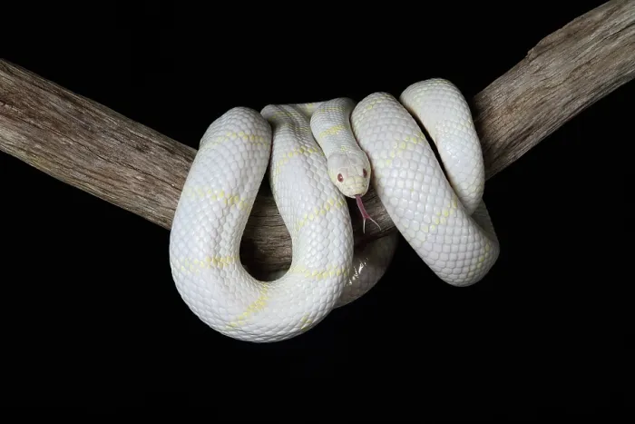 Framed Print : Albino California Kingsnake (Lampropeltis californiae) Framed Print : Albino California Kingsnake (Lampropeltis californiae)