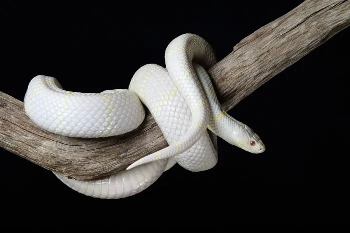 Framed Print : Albino California Kinsnake (Lampropeltis Californiae) coiled around branch