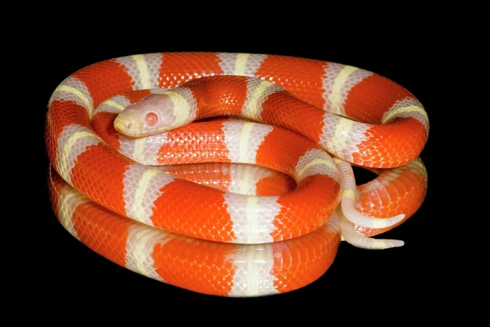 Framed Print : Albino Nelson's milksnake (Lampropeltis triangulum nelsoni) Framed Print : Albino Nelson's milksnake (Lampropeltis triangulum nelsoni)