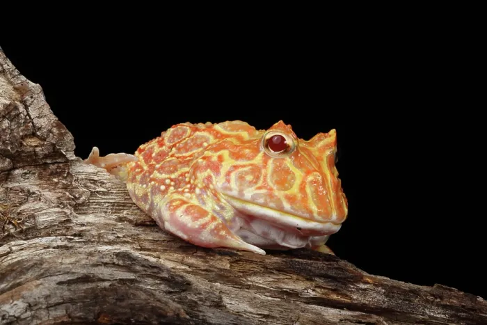 Framed Print : Albino Pacman Frog Framed Print : Albino Pacman Frog