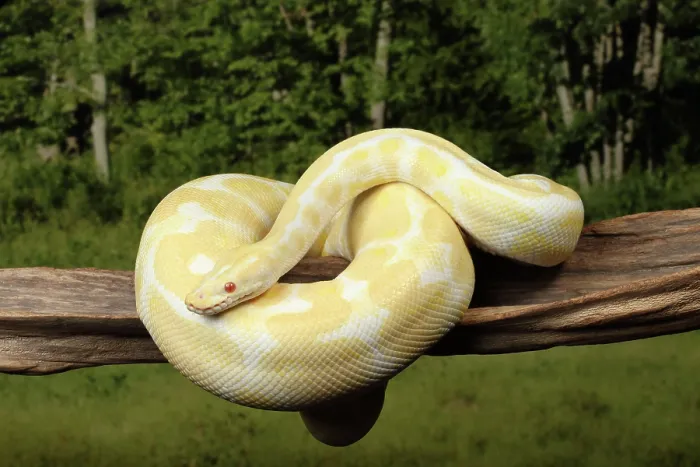 Framed Print : Albino Royal Ball Python