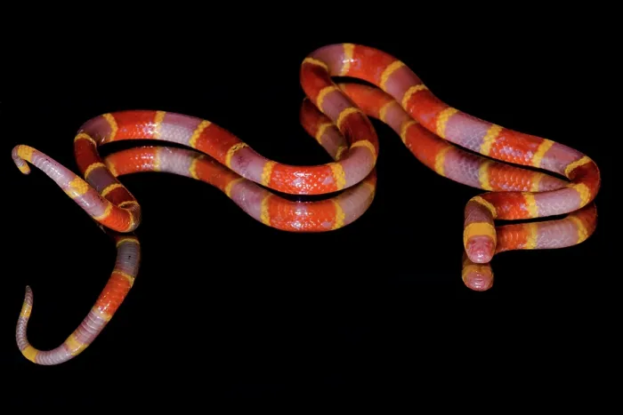 Framed Print : Albino Texas Coral Snake (Micrurus tener)