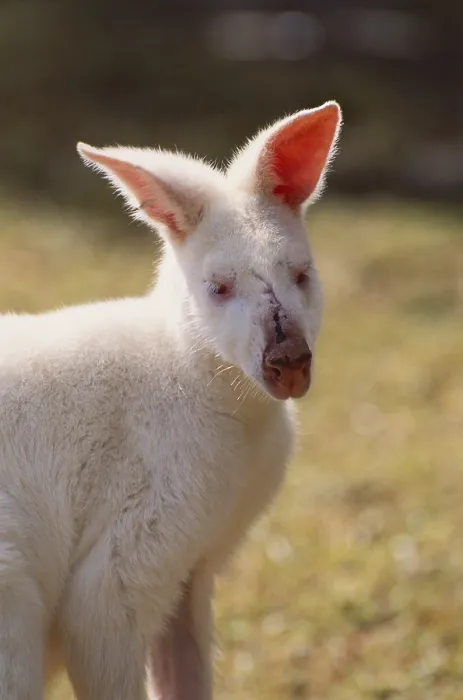 Framed Print : Albino Wallaby