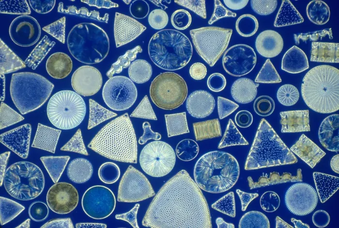 Framed Print : Algae, fossil diatoms, light micrograph Framed Print : Algae, fossil diatoms, light micrograph