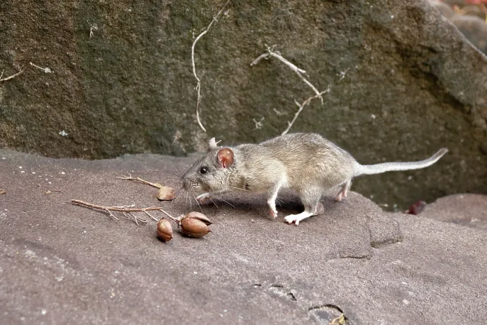 Framed Print : Allegheny Woodrat in habitat Framed Print : Allegheny Woodrat in habitat