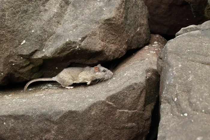 Framed Print : Allegheny Woodrat in habitat