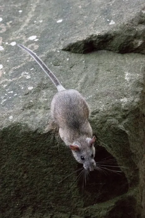 Framed Print : Allegheny Woodrat (Neotoma Magister) Framed Print : Allegheny Woodrat (Neotoma Magister)