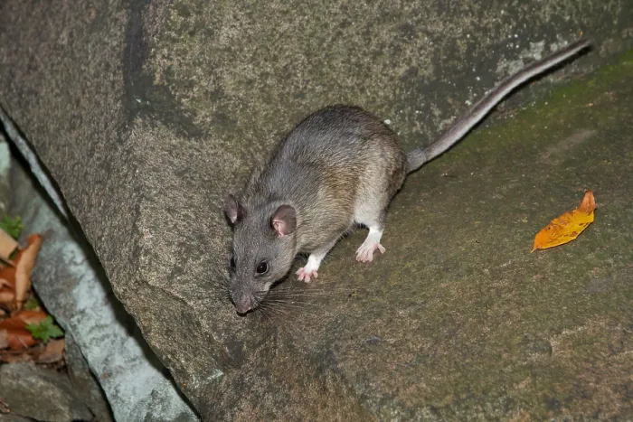 Framed Print : Allegheny Woodrat (Neotoma Magister) Framed Print : Allegheny Woodrat (Neotoma Magister)