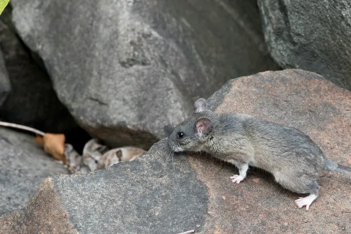 Framed Print : Allegheny Woodrat (Neotoma Magister) Framed Print : Allegheny Woodrat (Neotoma Magister)