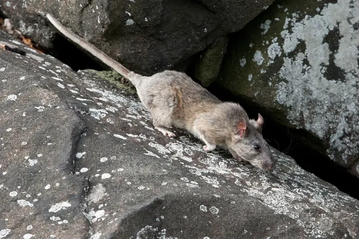 Framed Print : Allegheny Woodrat (Neotoma Magister)