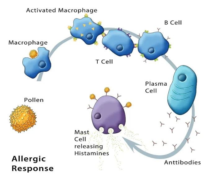 Framed Print : Allergic Response, Illustration Framed Print : Allergic Response, Illustration