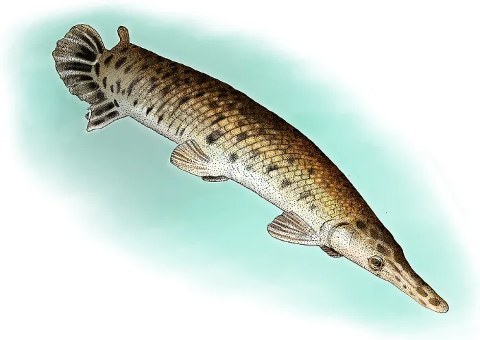 Framed Print : Alligator Gar Framed Print : Alligator Gar