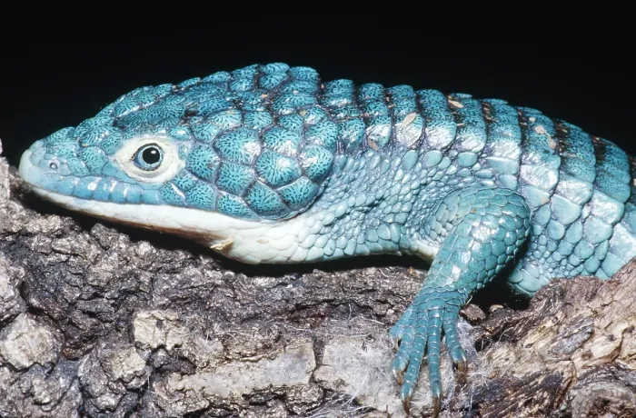 Framed Print : Alligator Lizard Framed Print : Alligator Lizard