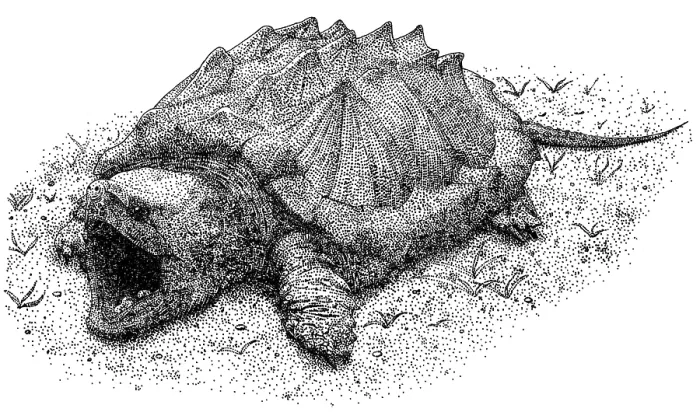 Framed Print : Alligator Snapping Turtle Framed Print : Alligator Snapping Turtle