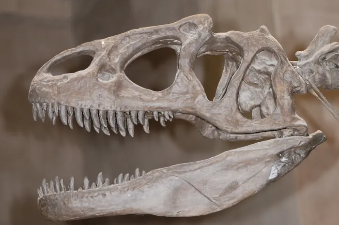 Framed Print : Allosaurus Skull Framed Print : Allosaurus Skull