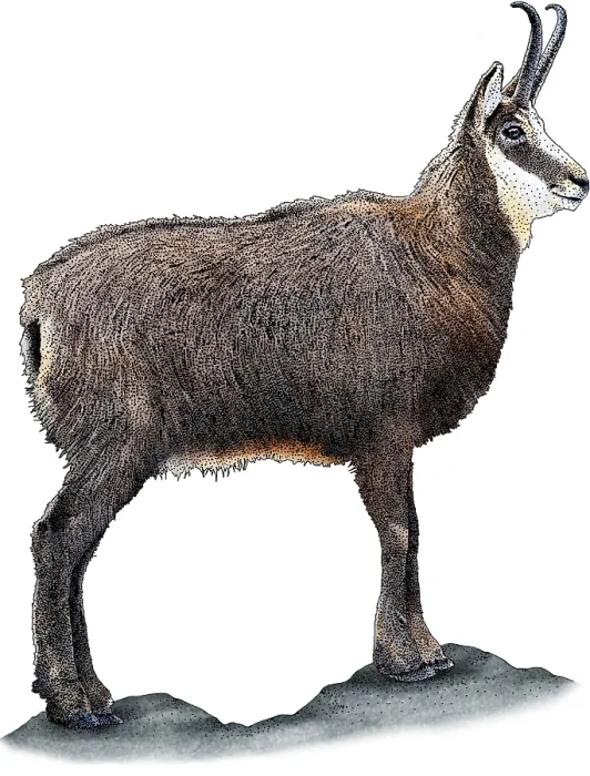 Framed Print : Alpine Chamois, R. rupicapra, Illustration Framed Print : Alpine Chamois, R. rupicapra, Illustration