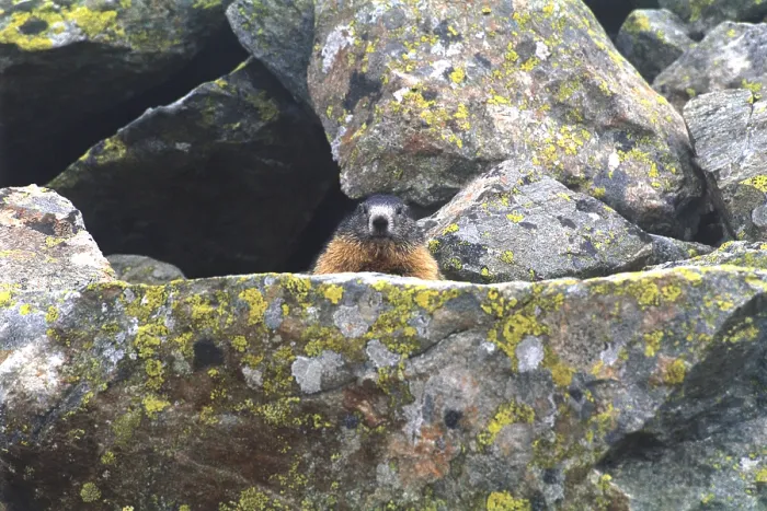 Framed Print : Alpine Marmot Framed Print : Alpine Marmot