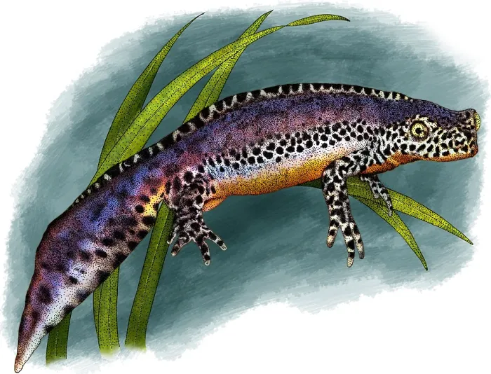 Framed Print : Alpine newt Framed Print : Alpine newt
