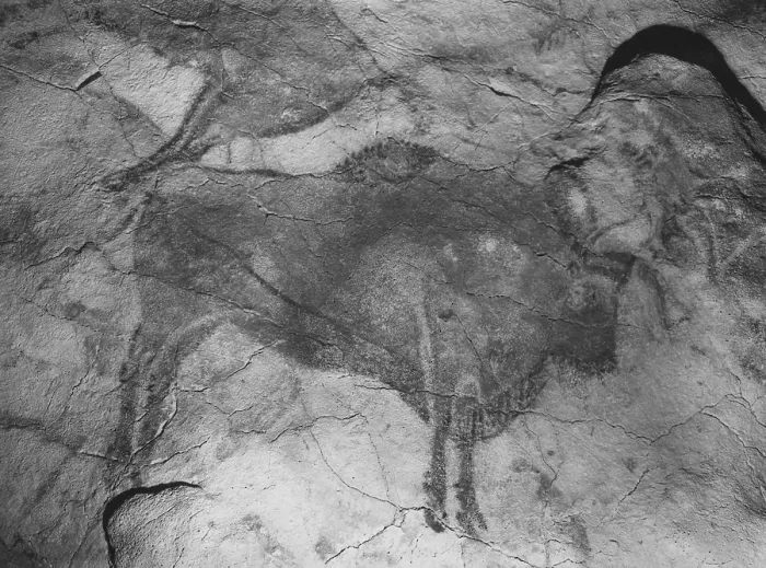 Framed Print : Altamira Cave Paintings