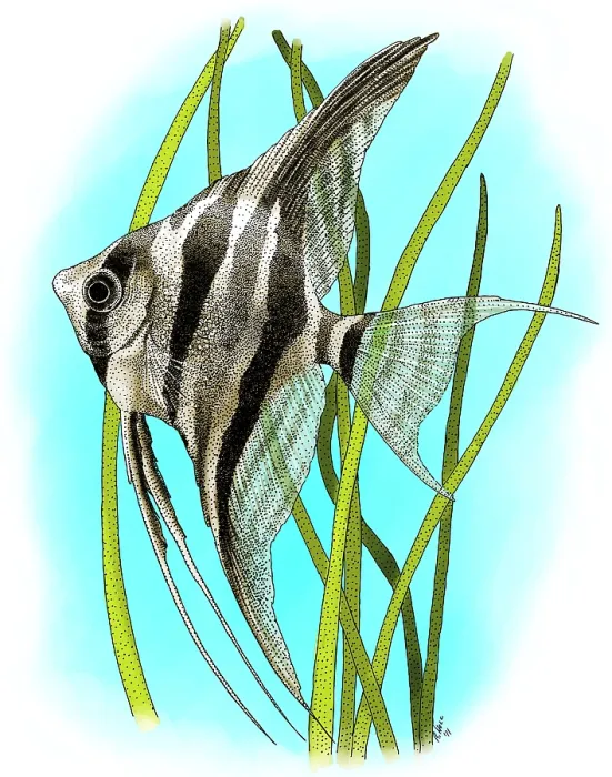 Framed Print : Altum Angelfish Framed Print : Altum Angelfish