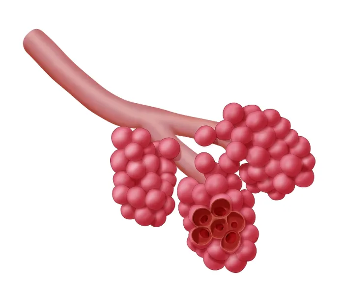 Framed Print : Alveoli. Illustration of alveoli, the small air sacs at the end of the respiratory tree 