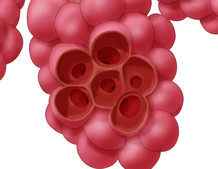 Framed Print : Alveoli. Illustration of alveoli, the small air sacs at the end of the respiratory tree 