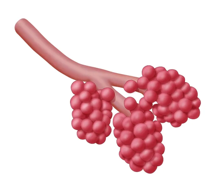 Framed Print : Alveoli. Illustration of alveoli, the small air sacs at the end of the respiratory tree 