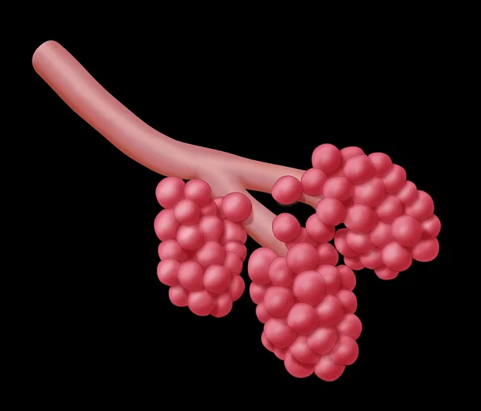 Framed Print : Alveoli. Illustration of alveoli, the small air sacs at the end of the respiratory tree 