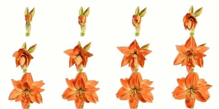 Framed Print : Amaryllis blooming Framed Print : Amaryllis blooming