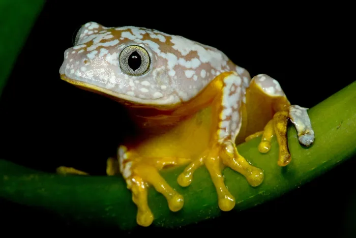 Framed Print : Amazon Leaf Frog Framed Print : Amazon Leaf Frog