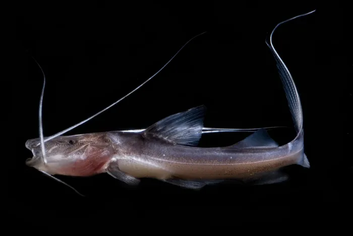 Framed Print : Amazon River Catfish Framed Print : Amazon River Catfish