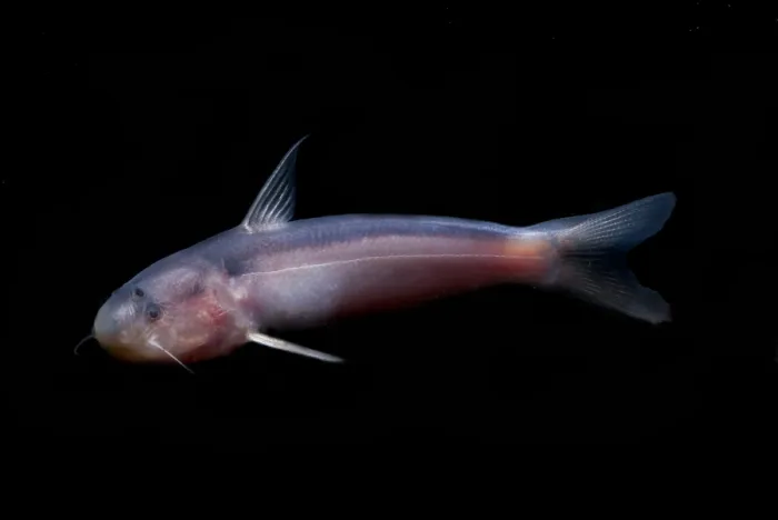 Framed Print : Amazon River Catfish