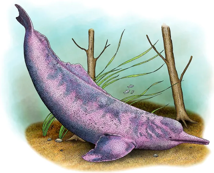 Framed Print : Amazon River Dolphin Framed Print : Amazon River Dolphin