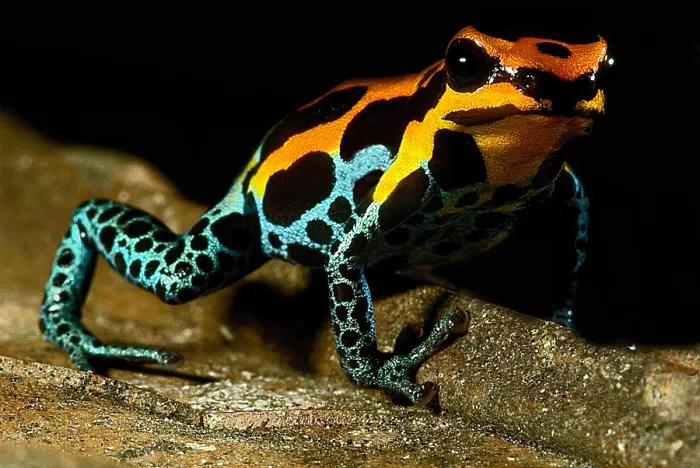 Framed Print : Amazonian Poison Frog Framed Print : Amazonian Poison Frog