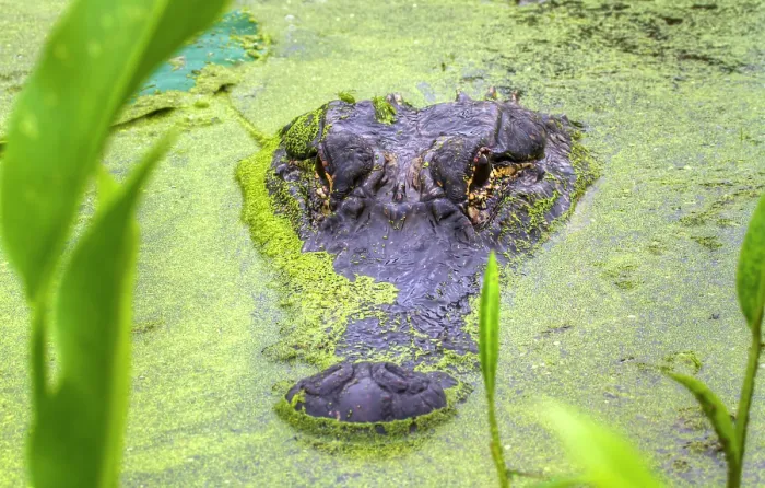 Framed Print : American Alligator Hiding in Duckweed Framed Print : American Alligator Hiding in Duckweed