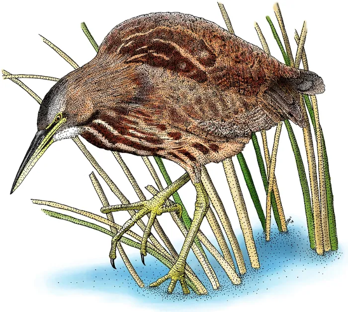 Framed Print : American Bittern