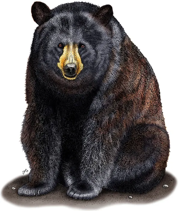Framed Print : American Black Bear Framed Print : American Black Bear