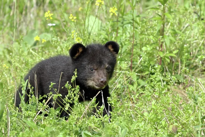 Framed Print : American Black Bear Cub Framed Print : American Black Bear Cub