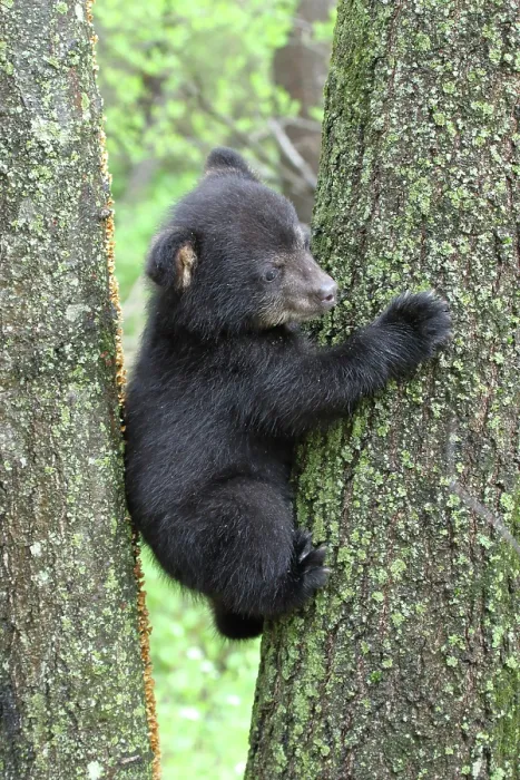 Framed Print : American Black Bear Cub Framed Print : American Black Bear Cub