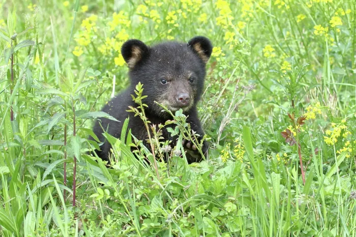 Framed Print : American Black Bear Cub Framed Print : American Black Bear Cub