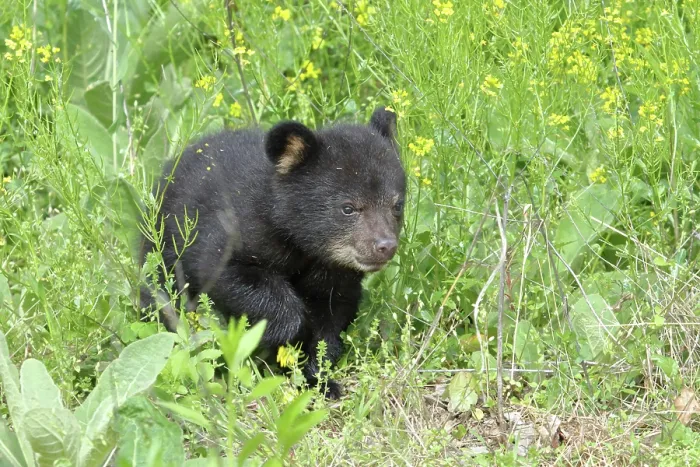 Framed Print : American Black Bear Cub Framed Print : American Black Bear Cub