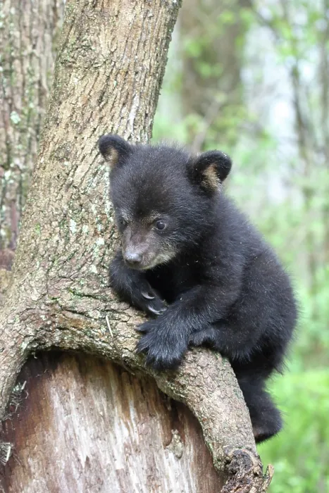 Framed Print : American Black Bear Cub Framed Print : American Black Bear Cub