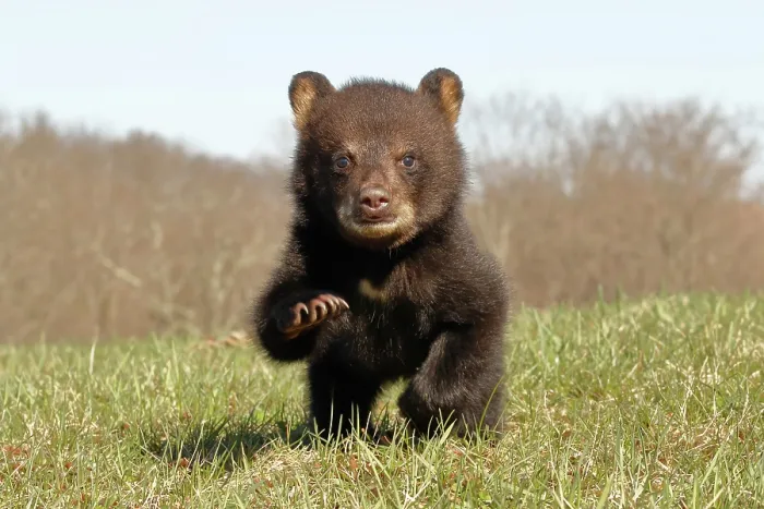 Framed Print : American Black Bear Cub Running