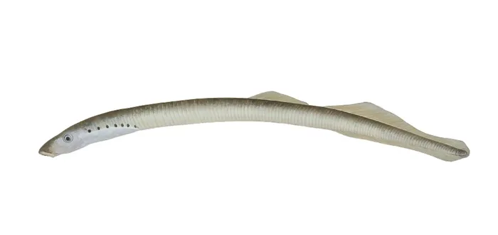 Framed Print : American Brook Lamprey Framed Print : American Brook Lamprey