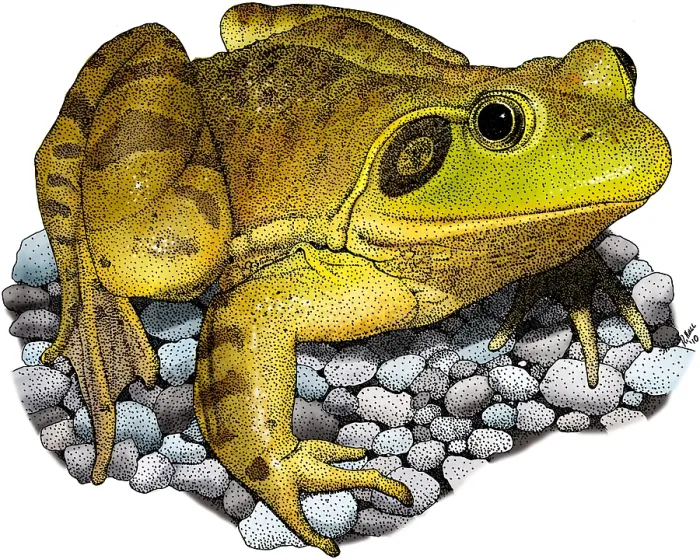 Framed Print : American Bullfrog Framed Print : American Bullfrog