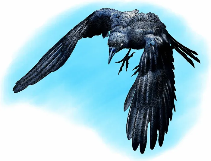 Framed Print : American crow Framed Print : American crow