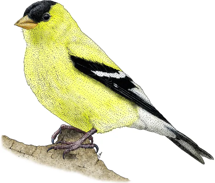 Framed Print : American Goldfinch Framed Print : American Goldfinch